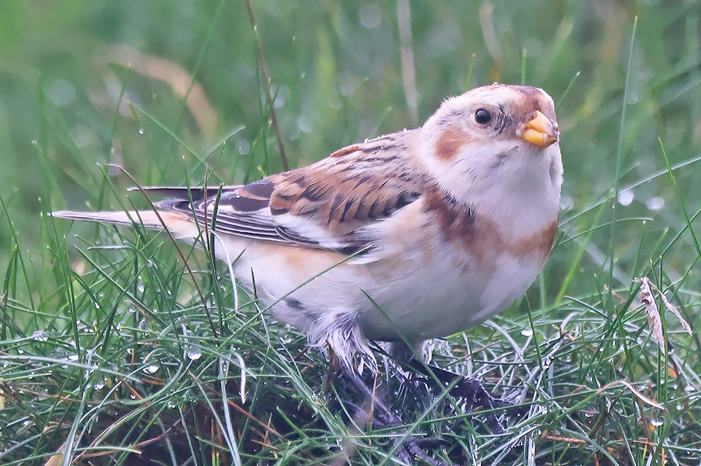 Snow bunting
